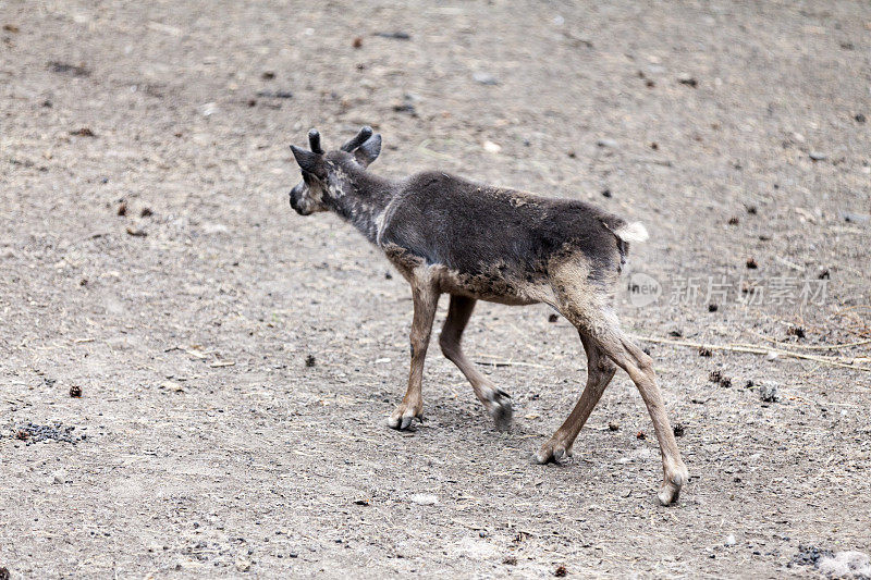 小驯鹿(Rangifer tarandus)